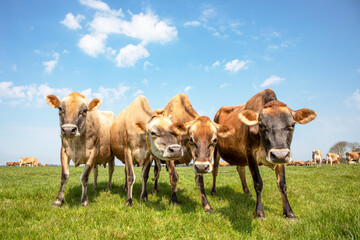 Group of Jersey cows, known as brown bessie or butter cow,  together gathering in a field, happy...