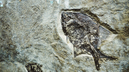 close up of a fossil fish