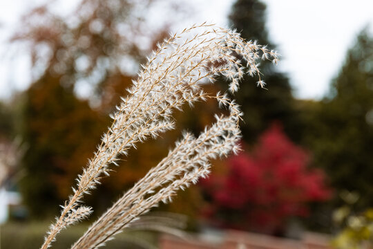 Zebra grass fronds in autumn Miscanthus sinensis zebrinus