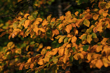 Wonderful fairytale autumn day with colorful leaves and forests