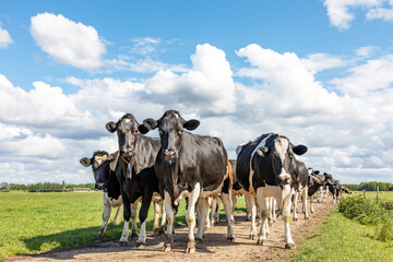 Group of cows together walking on a path to the milking parlor, happy and joyful on sunny day at a...
