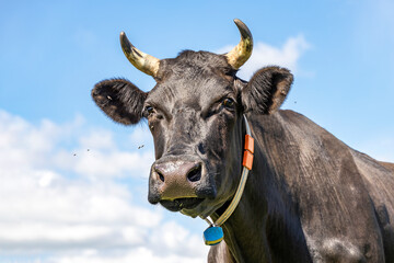 Head of a black cow, looking friendly, portrait of a mature and calm cow with horns