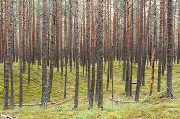 Beautiful forest landscape with straight tall pines