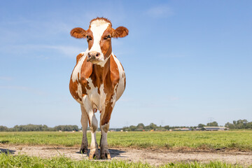 One cute cow alone in the field, looking calm and happy under a blue sky and a faraway  horizon