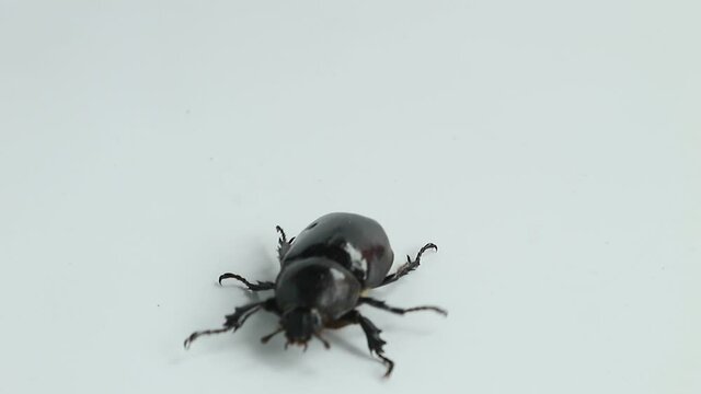Stag beetle on white background.