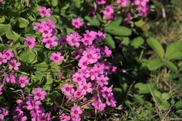 ピンクのカタバミ