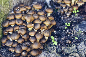 mushrooms Armillaria ostoyae a species in the order Agaricales grow on an old cut trunk of a medlar tree