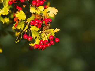 red berries on a branch