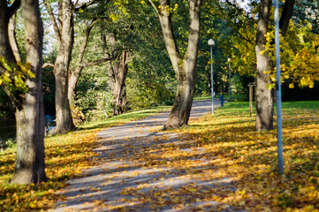 Fototapeta premium Jesień Autumn