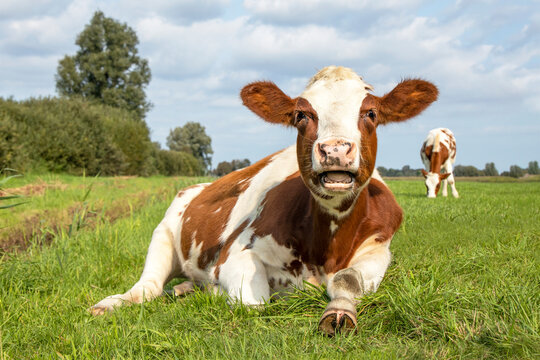 A cow mooing with mouth open, red and white in a pasture lying lazy chewing, stretching a leg with hoof