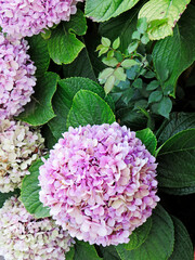 Lush texture of lilac hydrangea in the garden. Aerial view of purple hydrangea in natural environment. Flowers, plants and gardening pattern. Beautiful hydrangea floral background in purple colors.
