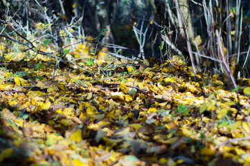 Jesień Autumn
