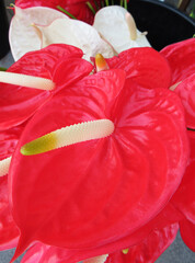 Close up of intense red flower of Anthurium or flower of love. Deep red background of heart shaped...