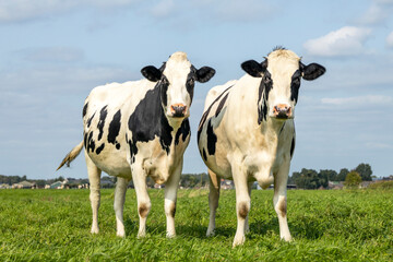 Two black and white cows, together, frisian holstein, standing on green grass in a pasture under a blue sky