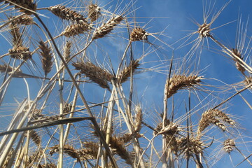 Fototapeta premium Les Seigles avant la moisson