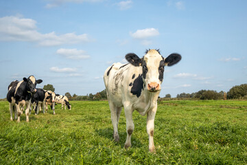 Cow in a field standing in the tall grass of a green meadow, grass blades her mouth, the herd at...