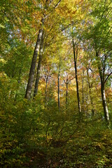 Fototapeta premium Herbstwald