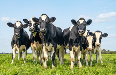 Group of cows together gathering in a field, happy and joyful and a blue sky, heifer in a row next...