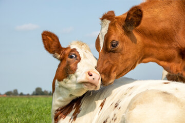 Cow playfully cuddling another young cow lying down in a pasture under a blue sky, calves love each other