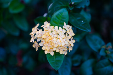 Yellow flower in the center of the picture With green leaf background