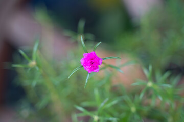 Pink flower in the center of the picture With green leaf background