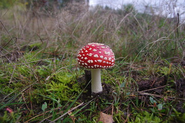 Schöner Fliegenpilz