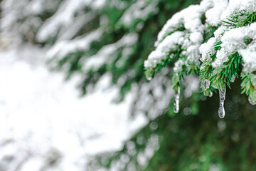 A branch of green spruce covered with snow and frozen drops. Icicles. Concept, hello winter, christmas, new year