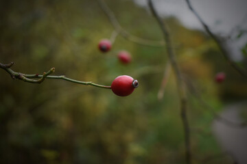 rose hip