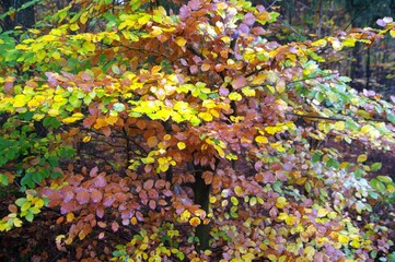 Verfärbtes Buchenlaub