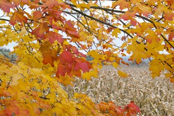 Colorful maple leaves and dry corn field in autumn