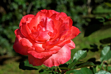 Coral rose on garden, Rio, Brazil 