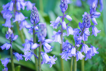 Obraz premium Beautiful wild blue hyacinth flowers close up