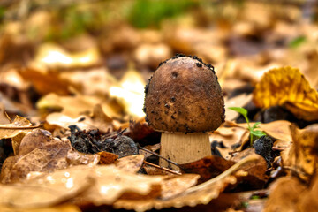 Mushroom growing in the forest among fallen yellow leaves.