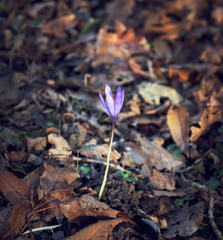 Flor otoño