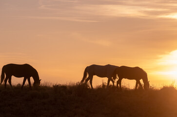 Wild Horses Silhouetted at Sunset in Utah