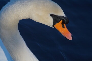 mute swan cygnus olor