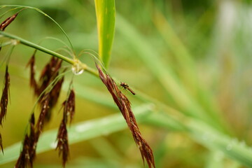 Macro photography with wet reed leaves and water drops