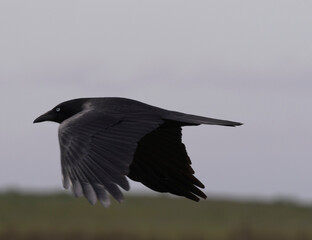 Australian Raven in flight at Cape Le Grand National Park in Western Australia
