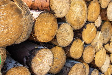 View of felled piled tree trunks near Dresden.Germany