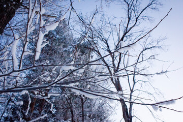 snow covered pine trees. Winter forest