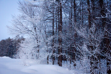 snow covered pine trees. Winter forest