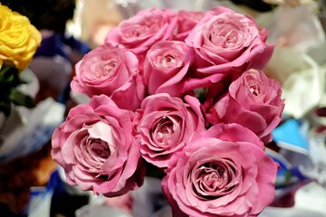 A bunch of sweet red rose flower blossom with day light and selling at the flora market