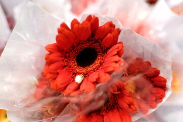 Blurred red gerbera flower blossom in a white paper packaging and selling at the flora market