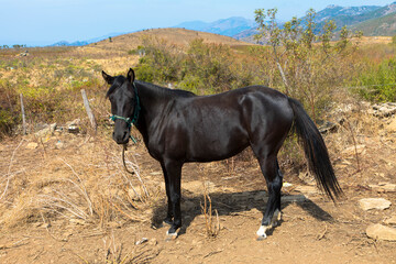 Schwarzen Pferdes in natürlicher Umgebung. Korsika Frankreich