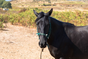 Portrait eines schwarzen Pferdes in natürlicher Umgebung. Korsika Frankreich