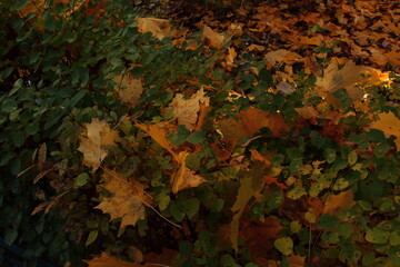 autumn leaves background