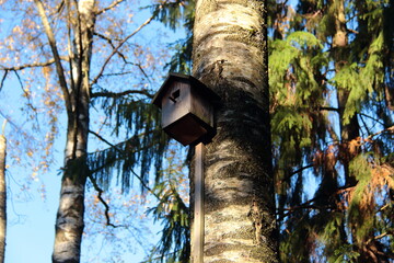 nesting box on tree