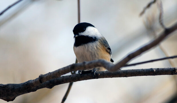 M&eacute;sange &agrave; t&ecirc;te noire