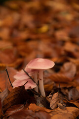 pink food mushroom in autumn forest between leaves