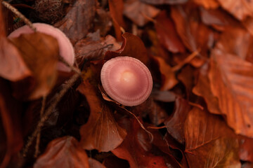 pink food mushroom in autumn forest between leaves